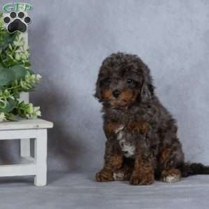 Mystery, Miniature Poodle Puppy